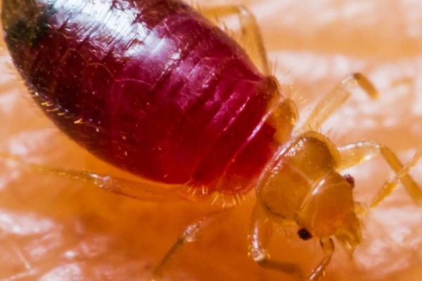 Why Are Bed Bugs Good?