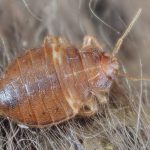 Do Bed Bugs Ever Die on Their Own?