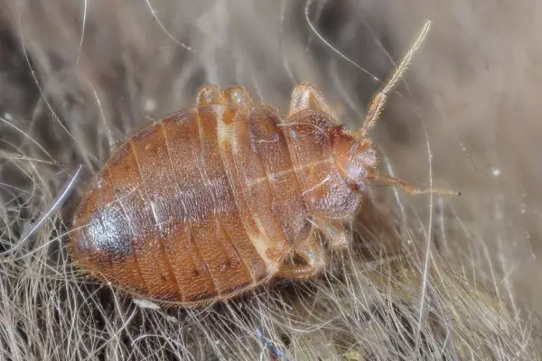 Are Bed Bugs Safe?