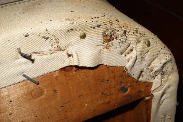 How Do Bed Bugs Turn Into Scabies?