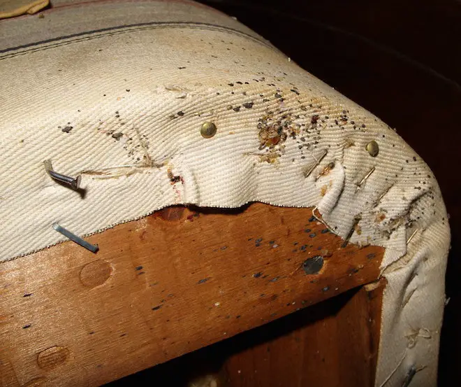 Can Bed Bugs Reappear After a Year?