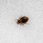 How Did Bed Bugs Get in My Couch?