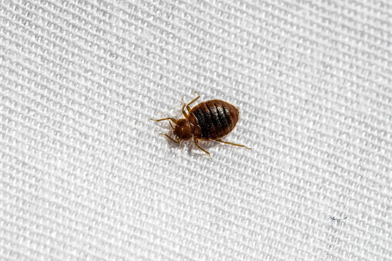 How Long Do Bed Bugs Survive Without Food?