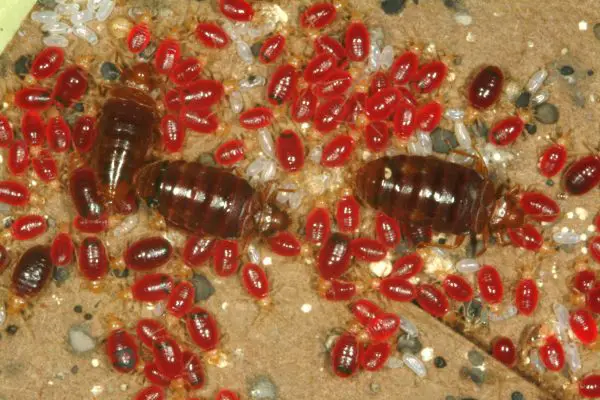 When Do Bed Bugs Bite?