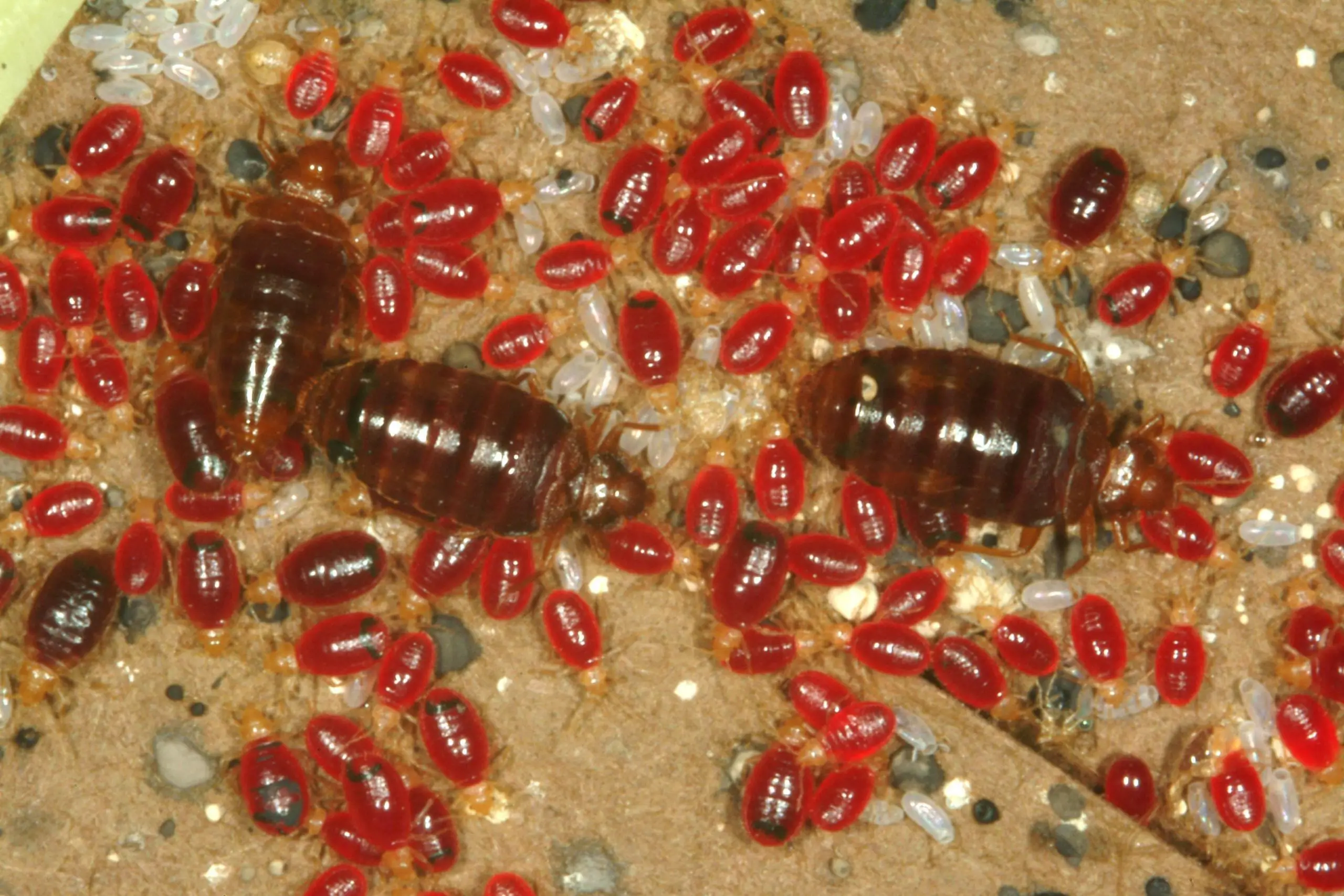 When Do Bed Bugs Bite?