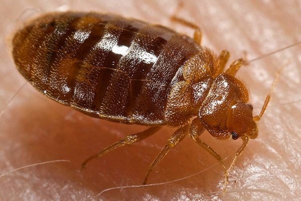 Do Bed Bugs Live in Mattresses?