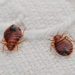 Why Does Diatomaceous Earth Kill Bed Bugs?