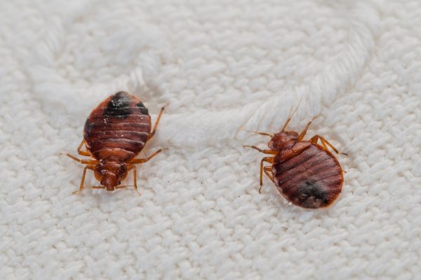 Do Bed Bugs Need to Be Reported?