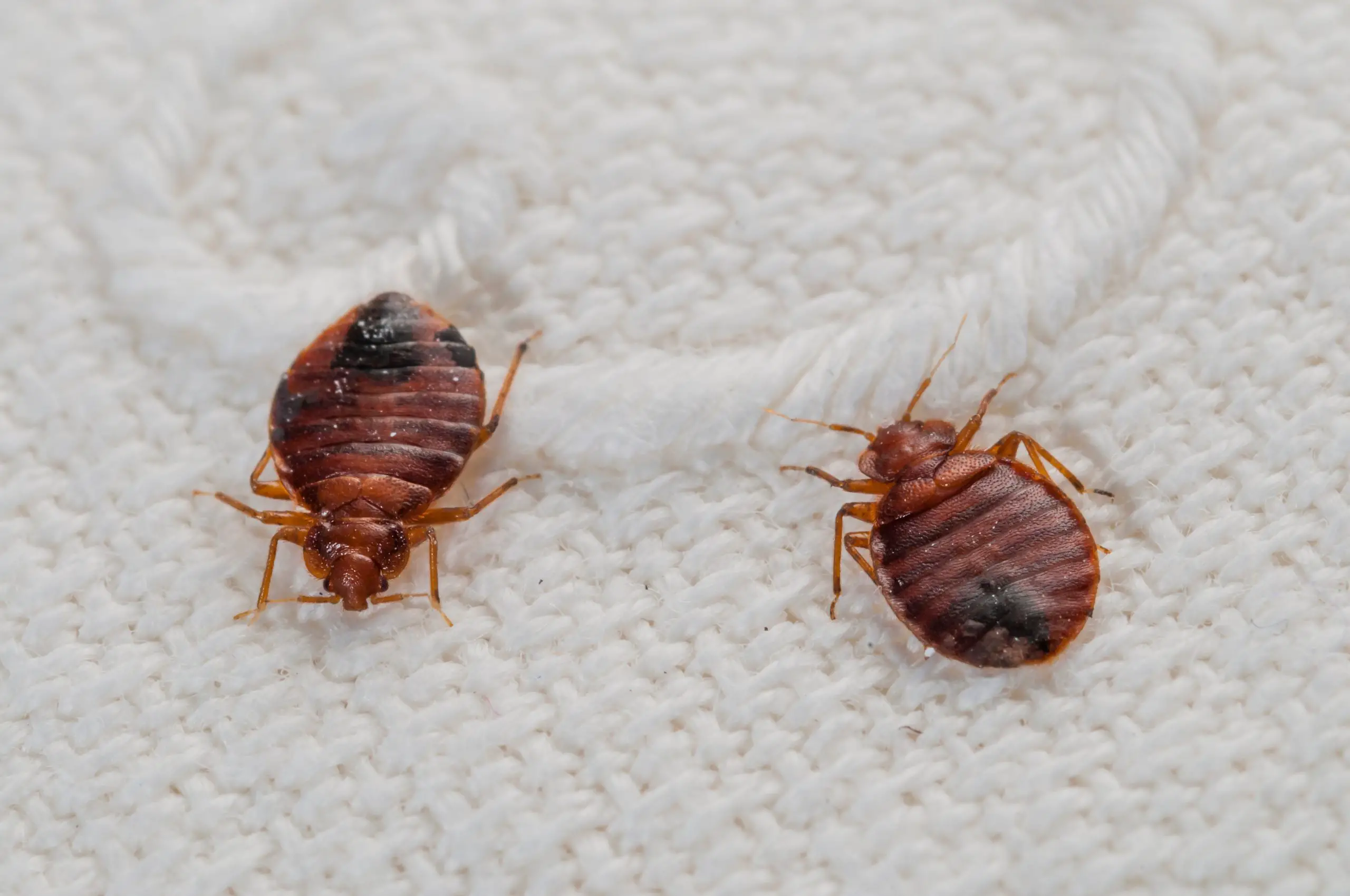 Can You See Bed Bugs With Your Eyes?