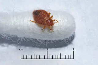 Why Do Bed Bugs Bite in a Line?
