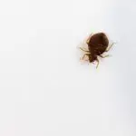 Why Do Bed Bugs Make You Itch?