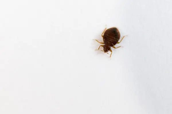 Why Do Bed Bugs Make You Itch?