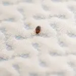 How Hard Is It To Find Bed Bugs?