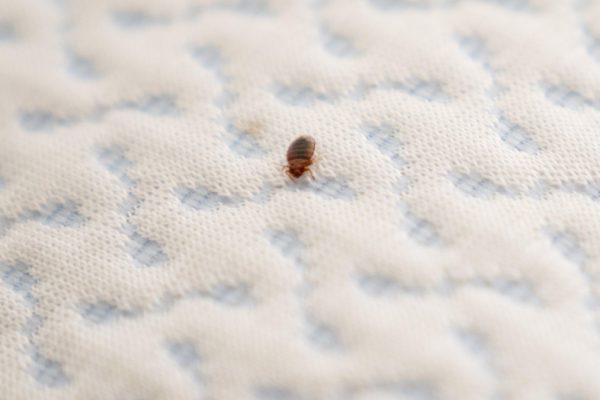 How Do Bed Bugs Damage Wood?