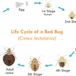 Can Bed Bugs Damage Electronics?