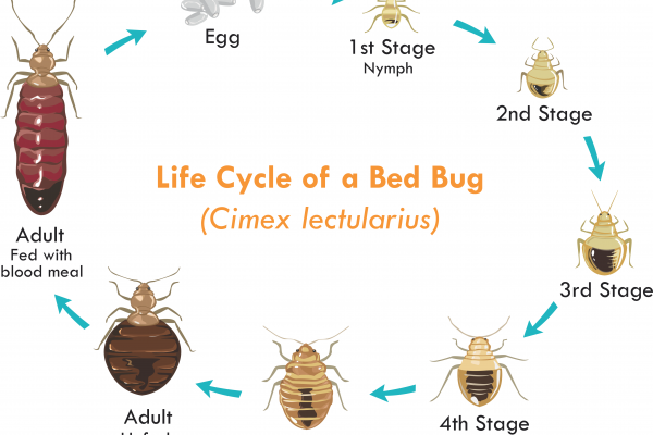 How Long Do Bed Bugs Last?
