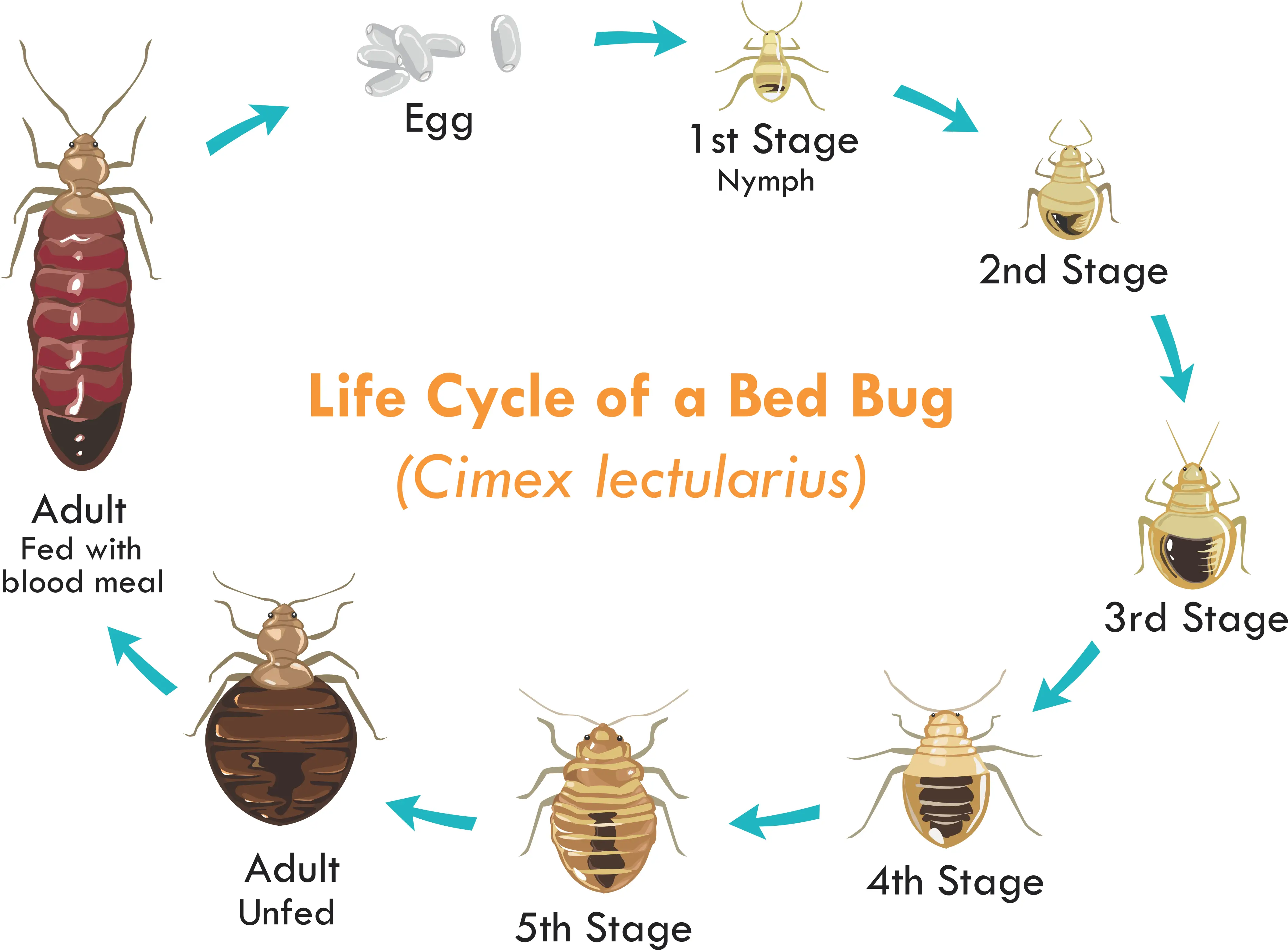Can You Get Bed Bugs in Your Hair?
