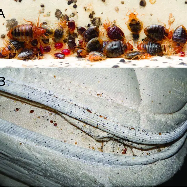 Can Bed Bugs Cause Disease?