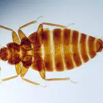 What Do Bed Bugs Look Like?