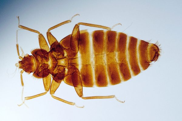 How Long Can It Take to Notice Bed Bugs?