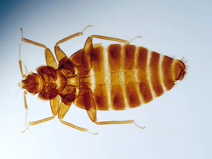 How Fast Do Bed Bugs Grow?