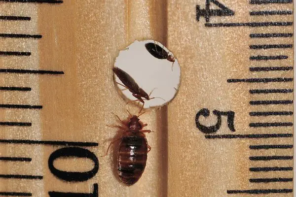 Are Bed Bugs More Active at Night?