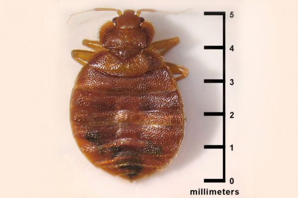 Bed Bugs – Do I Need to Wash All My Clothes?