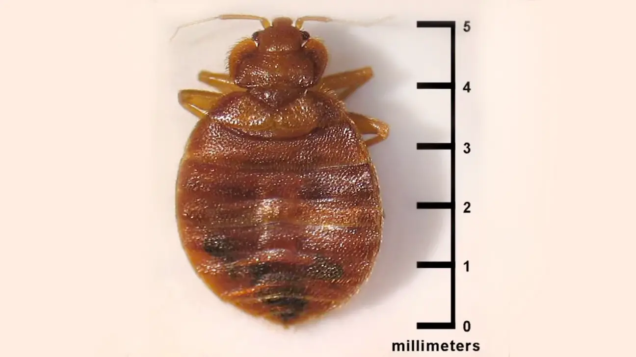 What Order Do Bed Bugs Belong To?