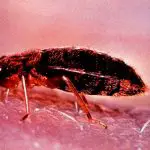 What Size Are Bed Bugs When They Bite?