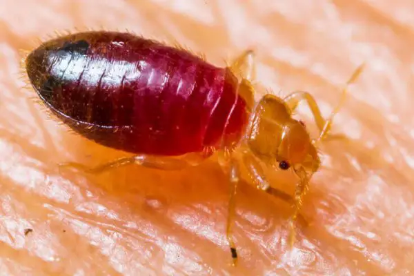 How Much Do Bed Bugs Weigh?
