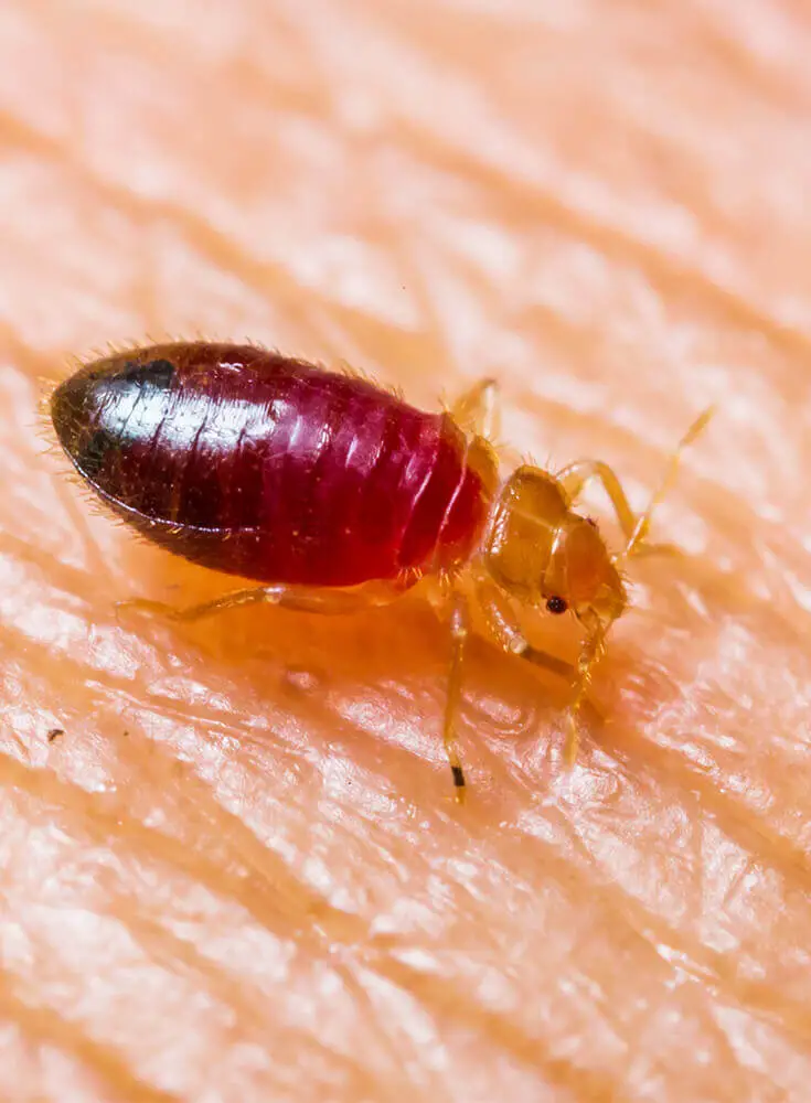 Bed Bugs - Do Bed Bugs Just Bite Once?