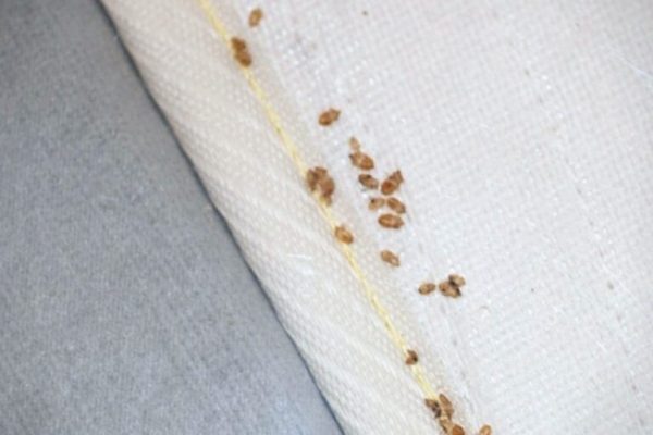 Are Bed Bugs More Active After Treatment?