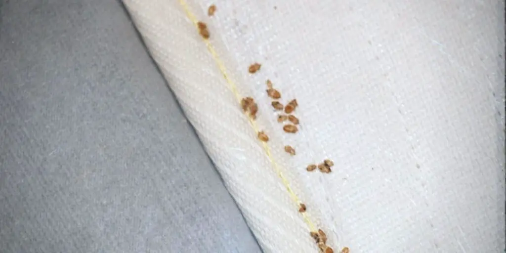 Are Bed Bugs More Active After Treatment?