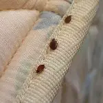 Are Bed Bugs Good at Hiding?