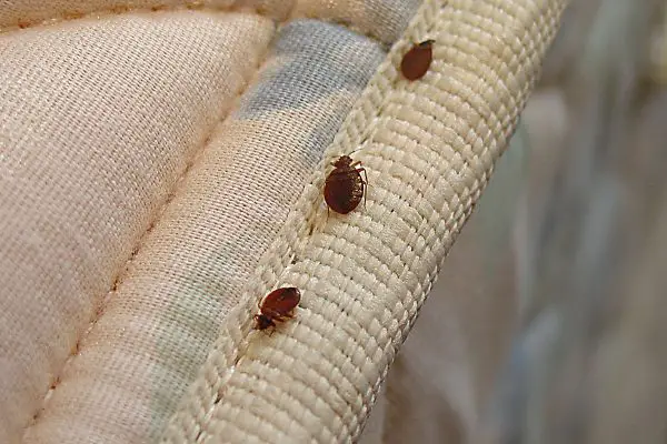 Why Does Tea Tree Oil Kill Bed Bugs?