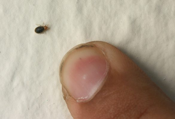Do Bed Bugs Kill Other Bugs?