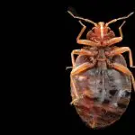 How Can You Prevent Bed Bugs?