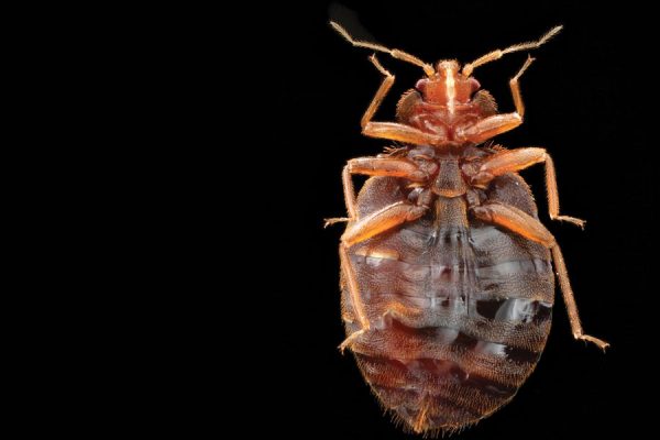 Do Bed Bugs Make You Feel Itchy?