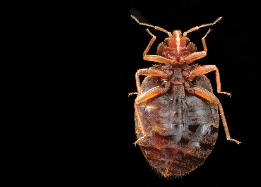 how-fast-do-young-bed-bugs-move-pestwhisperer