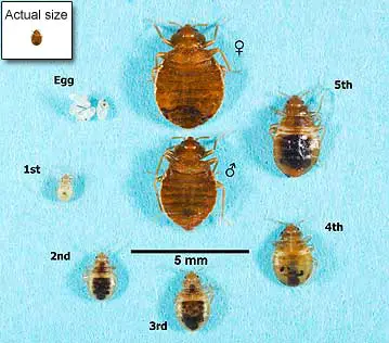 Do Bed Bugs Give Diseases?