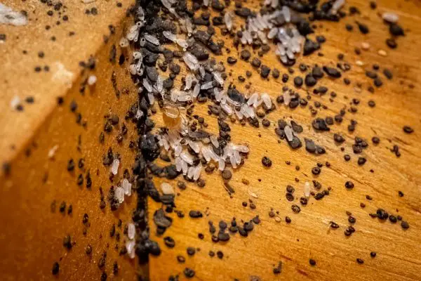 Can Bed Bugs Eat Your Scalp?