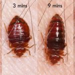 Do I Need to Wash All My Clothes If I Have Bed Bugs?