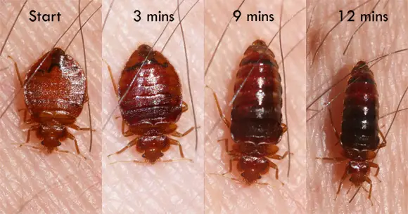 Do Ultrasonic Pest Repellers Work on Bed Bugs?