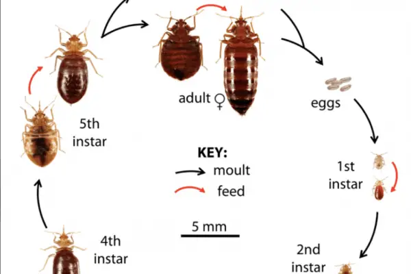 Bed Bugs – Can Bed Bugs Succeedingly Appear in Your Home?