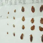 Does Burning Bed Bugs Kill Them?