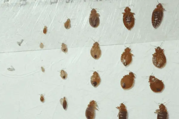 How Old Are Bed Bugs When They Start to Feed on Humans?