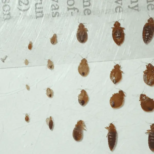 Does Bed Bugs Die in Cold Weather? - pestwhisperer.com