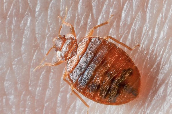 Can Bed Bugs Cause Low Blood Count?