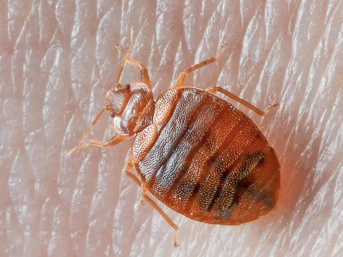 Can Bed Bugs Cause Low Blood Count?