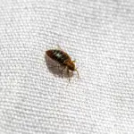Can Bed Bugs Get Under Your Skin?
